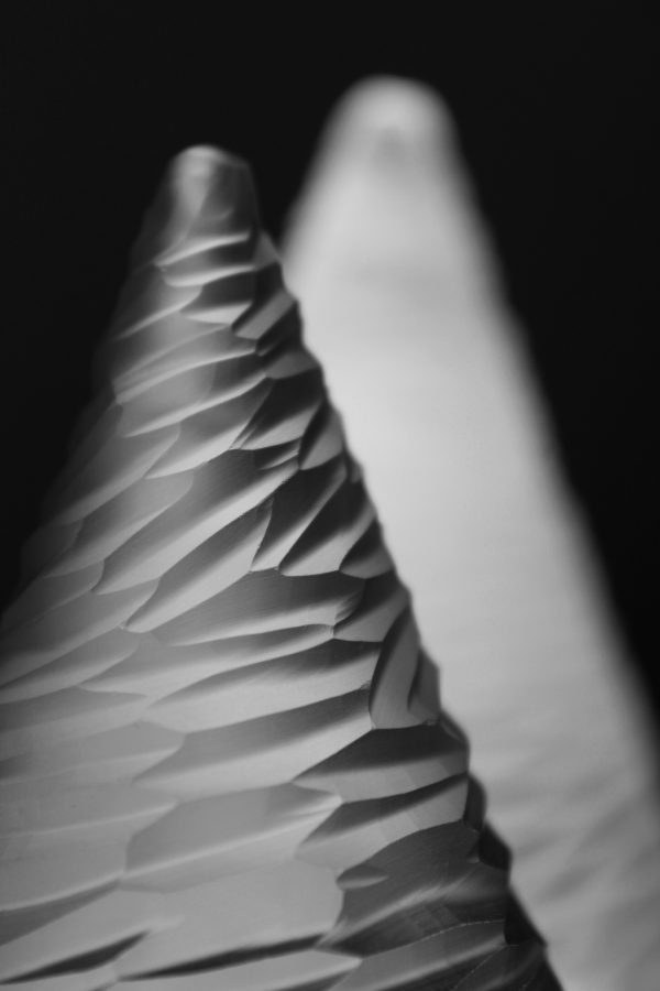 Sapin, détail WB Sapins de Noël
